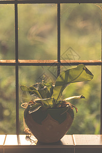 阳光的观赏植物盆栽图片