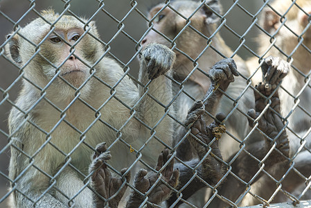笼子里的猴子图片