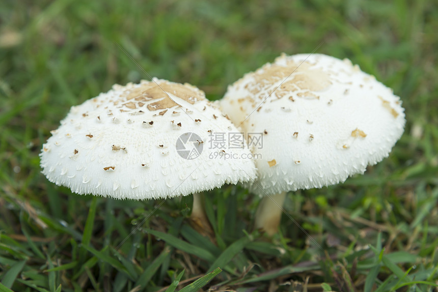 草原上的白色蘑菇