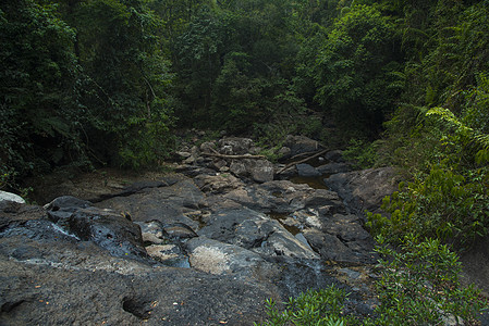 泰国热带森林景观图片