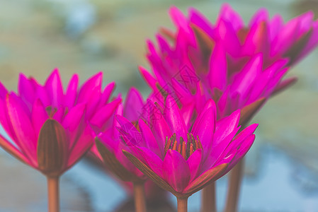 粉红色莲花图片