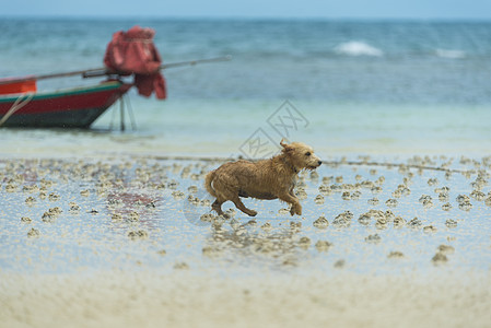 海滩上的狗图片