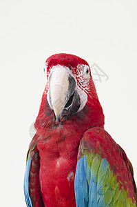 美丽的红色宠物鹦鹉鹦鹉图片