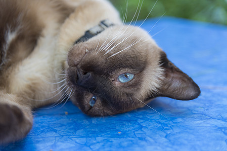 蓝眼睛的暹罗猫哺乳动物高清图片素材
