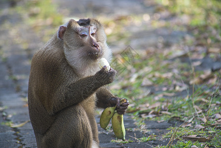 猴子吃香蕉图片