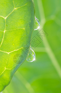 树叶水滴蔬菜绿叶上的水滴背景