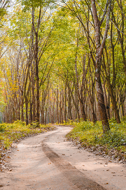穿过山毛榉树的道路,秋天的颜色,落叶地上,个雾蒙蒙的秋天星期日早上