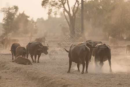 日落与水牛老挝图片