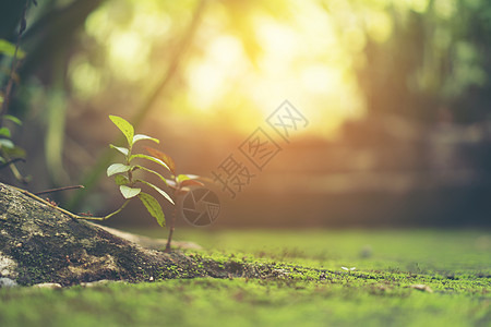 夏季阳光下花园绿叶的特写图片