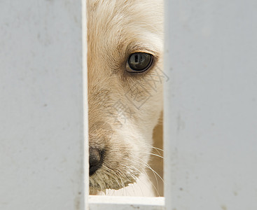 金色猎犬小狗图片