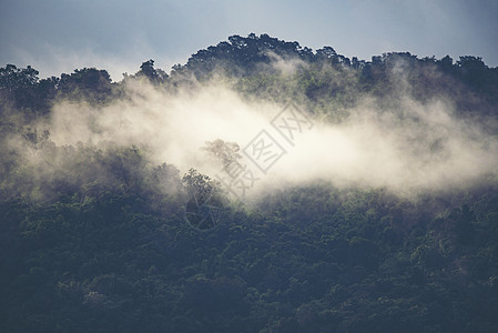 热带雨林景观景观,自然景观图片