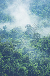 森林山坡低洼的云与常绿针叶树笼罩薄雾中的风景景观景观图片