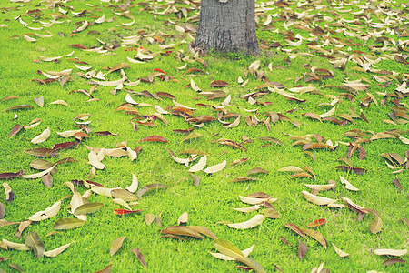 绿草草坪上的秋叶图片