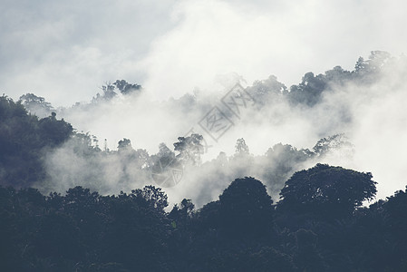 山景层,热带森林自然田图片