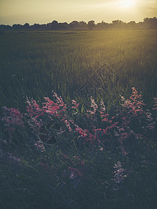 草花田,日落景色景观高清图片素材