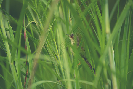 普通的Prinia鸟自然领域图片