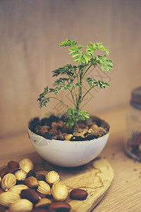 新的生活理念,植物播种大自然中图片