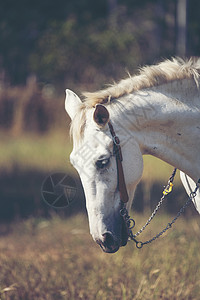 农场里匹白马的肖像图片