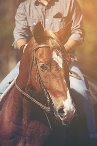 美丽的红马,长长的鬃毛肖像图片