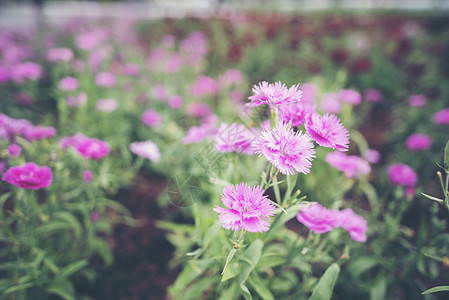 花园里的粉红色花图片