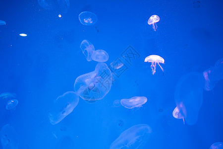 蛙鱼水母海里游泳,蓝色的海洋背景背景