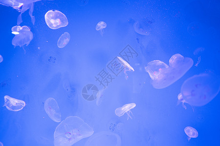 水母海里游泳,蓝色的海洋背景图片
