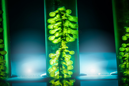 生物燃料实验室研究过程,微藻光生物反应器用于可再生能源实验室的替代能源创新图片