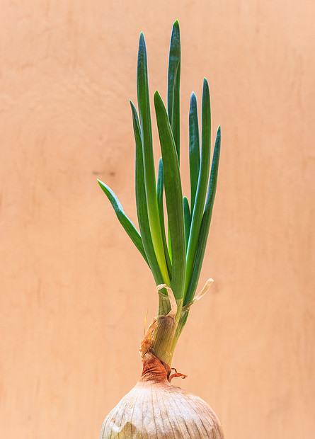 健康的可食用植物洋葱鳞茎与韭菜新鲜发芽,蔬菜食品新绿发芽生长家里