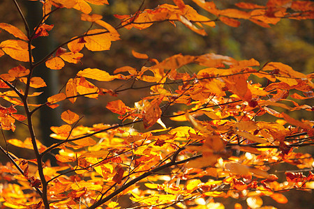 秋天公园里美丽的秋天黄木树图片
