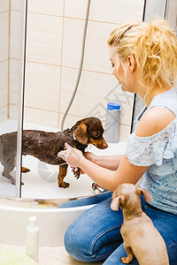 照顾她小狗的女人女洗涤,清洗淋浴下的花生动物卫生女人洗澡她的狗图片