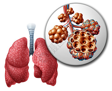 肺肺泡肺泡解剖图人体解剖呼吸呼吸医学的医学,白色背景上的三维插图图片