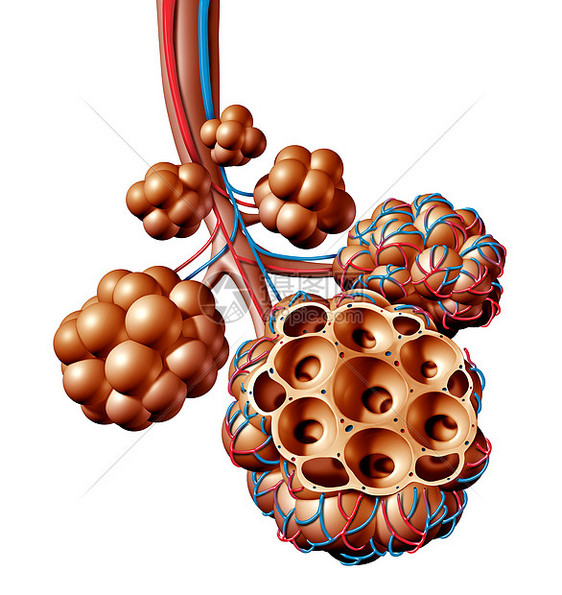 肺泡肺泡解剖图肺解剖的医学,再呼吸呼吸医学白色背景上分离的三维图图片