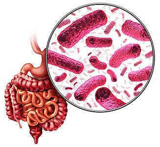 消化细菌肠道肠道菌群肠道细菌的医学解剖三维插图背景图片