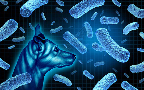 犬布鲁氏菌病传染细菌感染狗的危险,狗细菌疾病感染人类个公共健康风险与3D插图背景图片