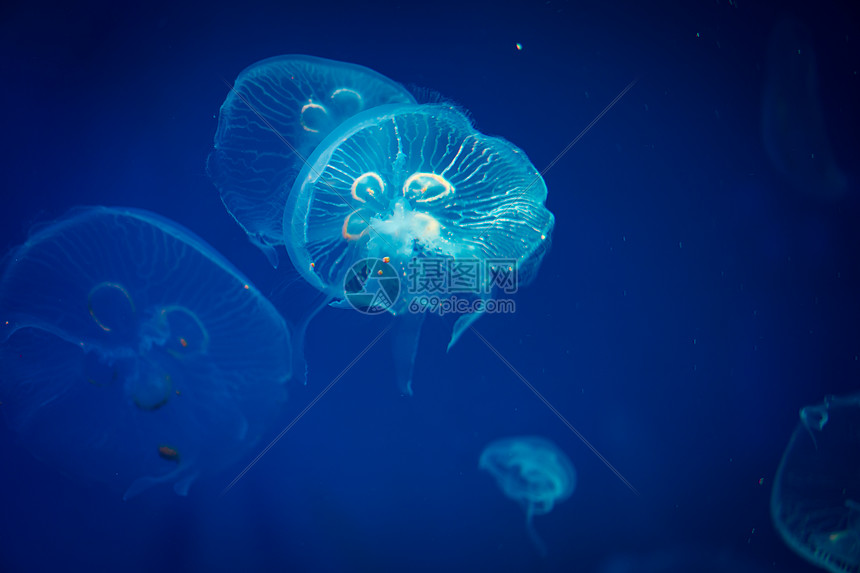 高清照片下载,该高清照片标题为海水中的水母,海洋生物,编号