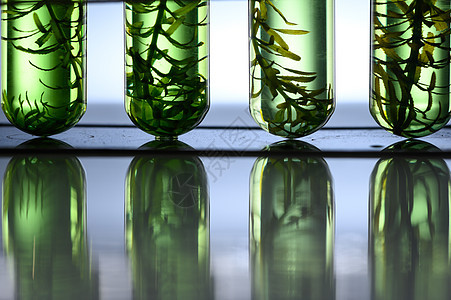 生物技术实验室藻类生物燃料管,实验室藻类燃料生物燃料工业中的光生物反应器图片