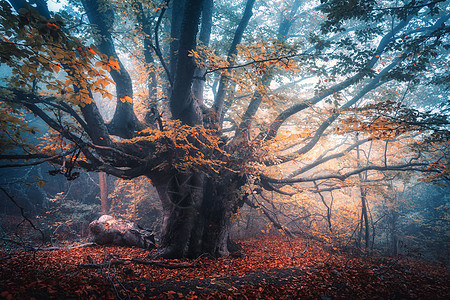 古老的魔法树,大枝橙色的叶子雨中的蓝雾中秋天的颜色神秘的雾森林秋天仙女森林的风景五颜六色的风景美丽的薄雾图片