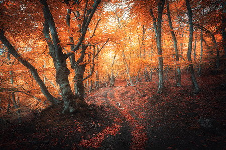 旅行箱秋天雾中的橙色森林五颜六色的景观,美丽的魔法树,黄色红色的叶子秋天神奇的雾森林的惊人景象仙林地自然背景