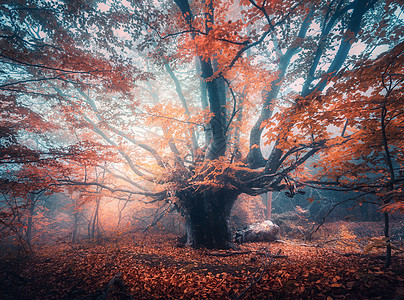 古老的魔法树,日出的蓝雾中大树枝橙色的叶子秋天的颜色迷人的雾森林秋天仙女森林的风景五颜六色的风景美丽的图片