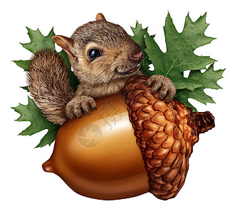 可爱的松鼠橡子孤立地着颗巨大的树坚果,个趣的秋天象征,带着AOK叶毛茸茸的动物,把坚果放白色背景上,以3Dil图片