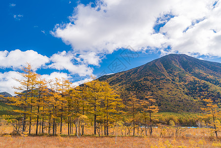 秋景的森霍加拉高原田林山日本尼科托奇吉图片