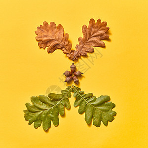 装饰秋天图案橡木叶子干燥绿色与橡子种子背景平躺秋季成分由干燥绿色的燕麦叶橡子成图片