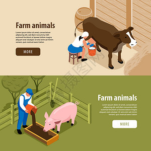 牛场牲畜2横等距网络横幅与工人挤奶牛喂猪矢量插图图片
