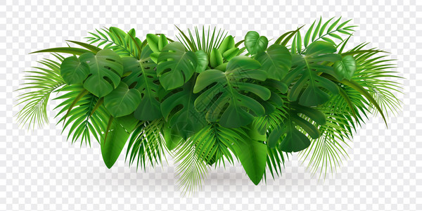 热带叶棕榈枝写实构图,透明背景矢量图上分离出绿叶桩图像图片