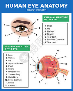 眼睛护理海报与人眼解剖符号平矢量插图图片