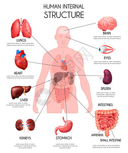 现实的人类内脏信息白色背景与肺听肝,肾,脑,眼睛,脾,肠描述矢量插图背景图片