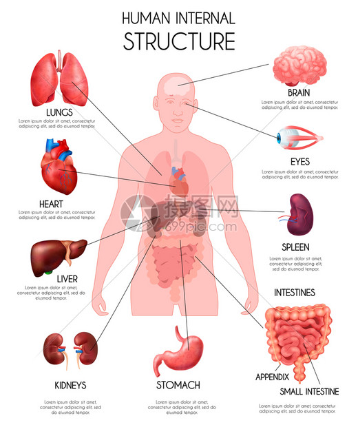 现实的人类内脏信息白色背景与肺听肝,肾,脑,眼睛,脾,肠描述矢量插图图片