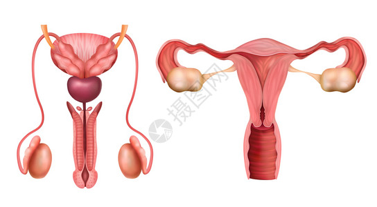 雄雌生殖系统器官真实白色背景矢量插图上图片