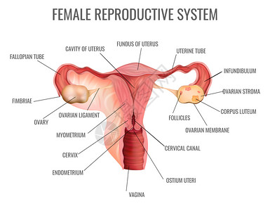 女生殖系统及其主要部分白底写实矢量图上图片