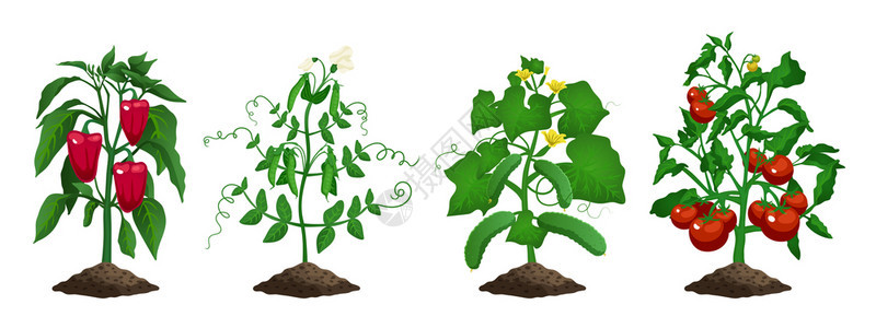 用分离的黄瓜豌豆胡椒番茄植株空白背景矢量图上种植机蔬菜图片